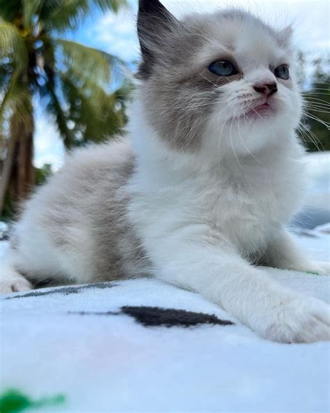 ragdoll kittens in michigan|ragdoll kittens michigan for sale.